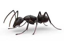 Carpenter_Ant