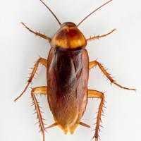 american_cockroach