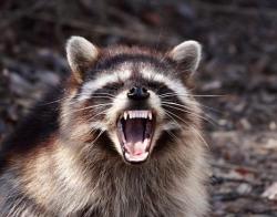 Racoon