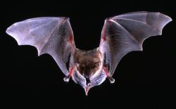 Bat