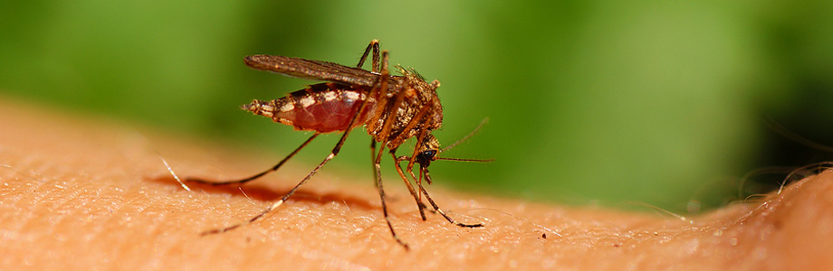 banner_mosquito.jpg